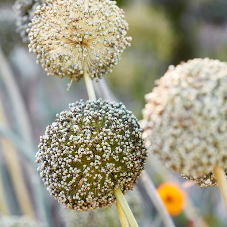 Les fleurs de poireaux d’automne ont une longue tige et un feuillage dressé.