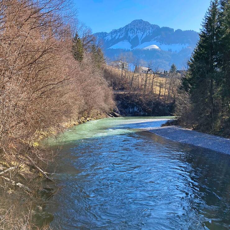 gruyère