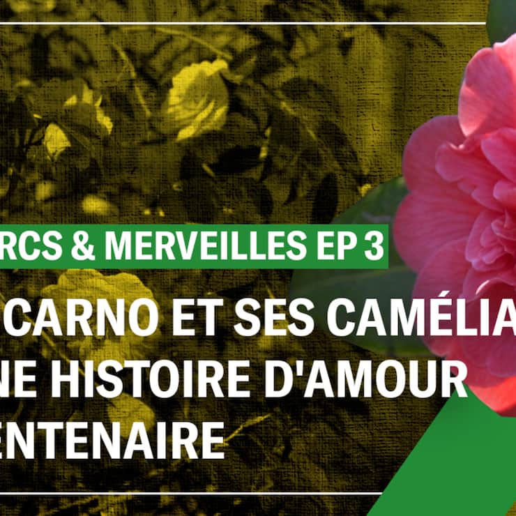 Locarno et ses camélias, une histoire d'amour centenaire