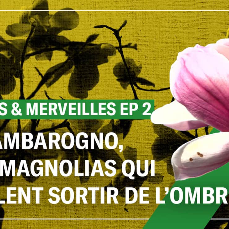A Gambarogno, des magnolias qui veulent sortir de l’ombre