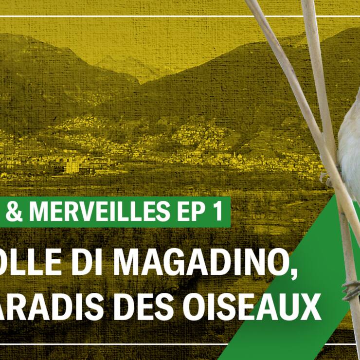 Les Bolle di Magadino, paradis des oiseaux