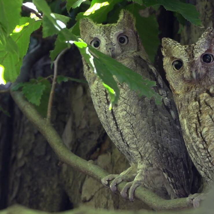 Deux oiseaux au Centre ornithologique de réadaptation de Genthod