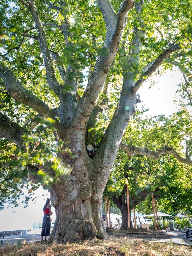 A Cully, un platane et un marronnier, surnommés les arbres du major Davel