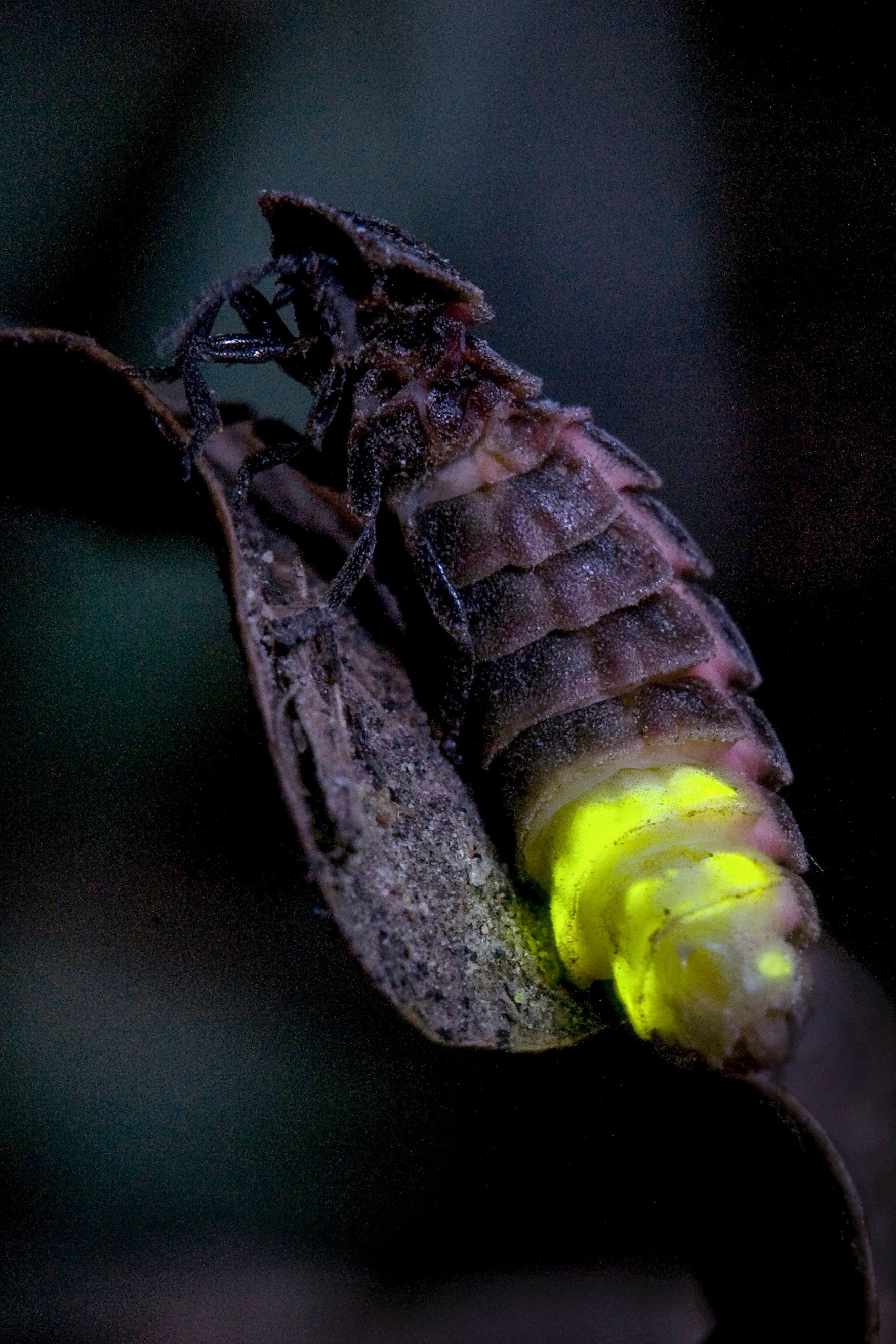 Les lucioles, ces insectes qui offrent un spectacle éblouissant de nuit
