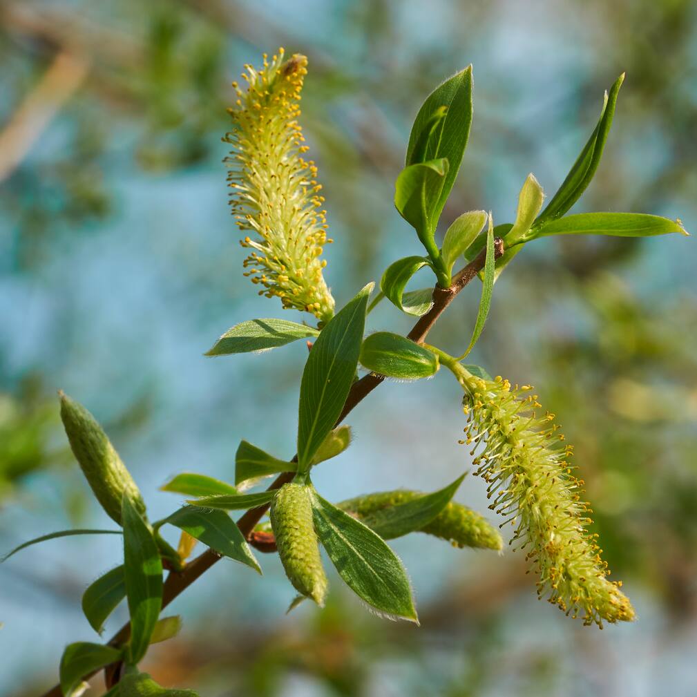 plantes