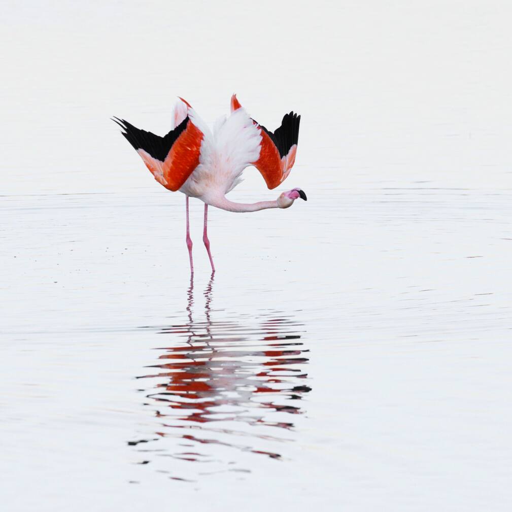 flamants