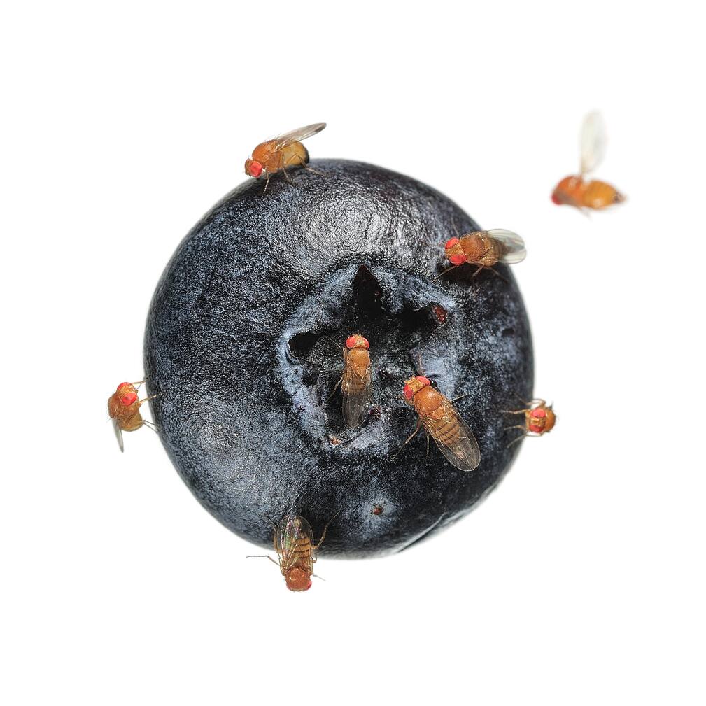 Des mouches tueuses attaquent une baie de groseilles
