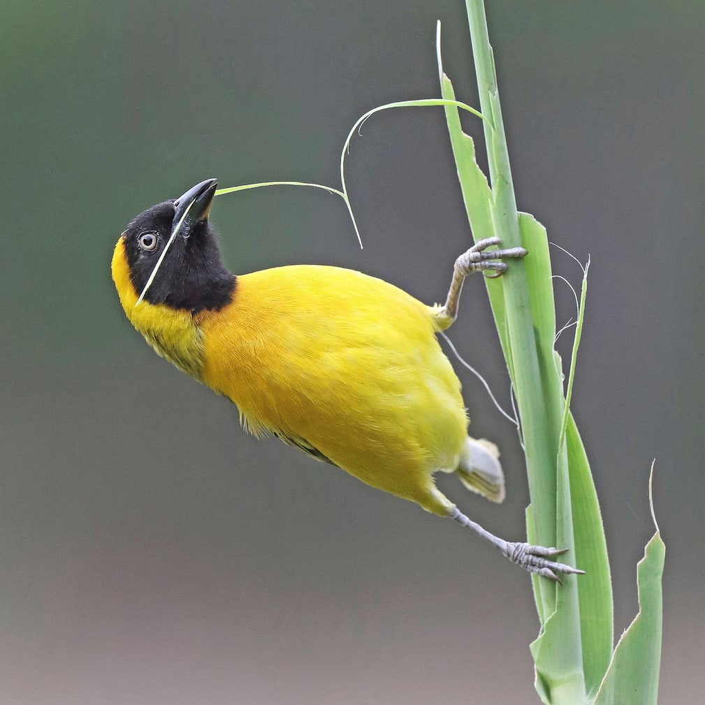 Petit tisserin mâle déchirant des feuilles pour construire un nid Lesser masked weaver male tearing leaves to build a nest