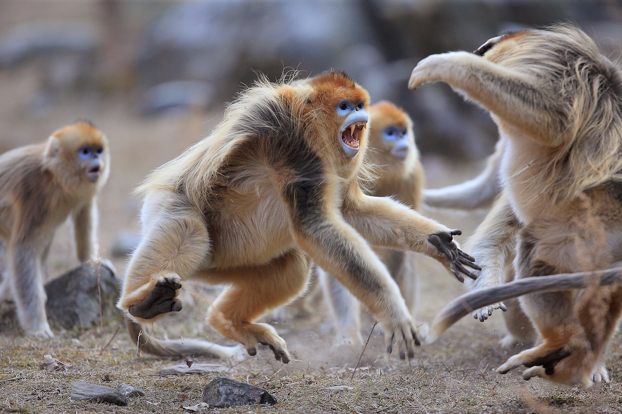Golden Snub-nosed Monkey (Rhinopithecus roxellana) males fighting during mating season, Qinling Mountains, China