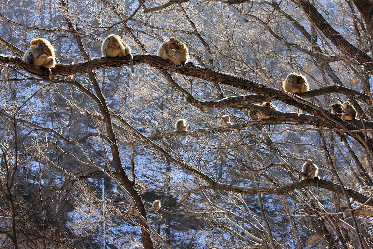 Golden Snub-nosed Monkey (Rhinopithecus roxellana) troop huddled up against each other to keep warm, Qinling Mountains, China
