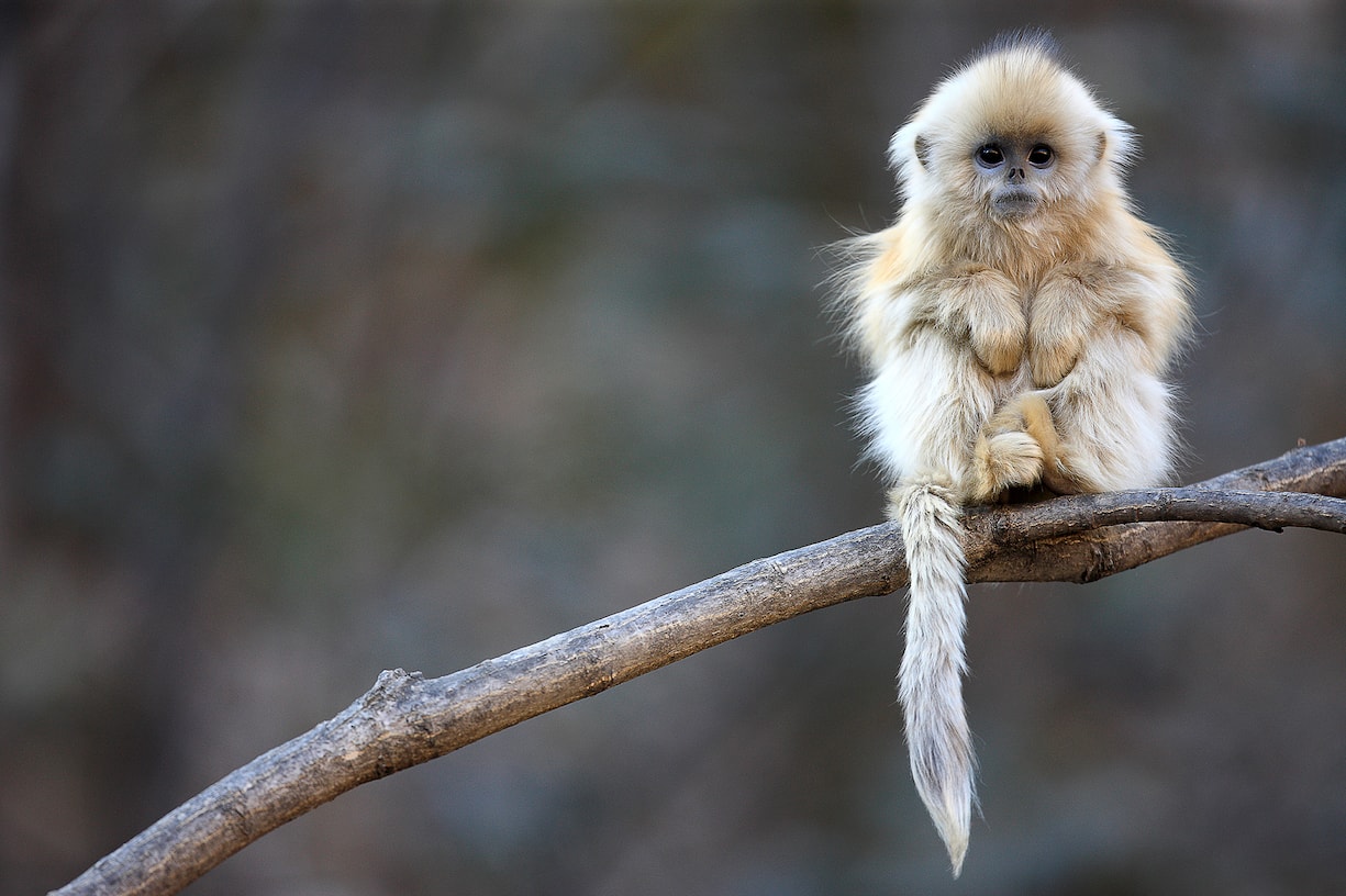 Golden Snub-nosed Monkey (Rhinopithecus roxellana) juvenile, Qinling Mountains, China