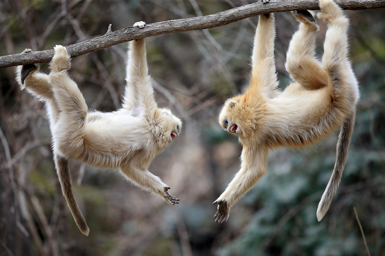 Golden Snub-nosed Monkey (Rhinopithecus roxellana) juveniles playing, Qinling Mountains, China