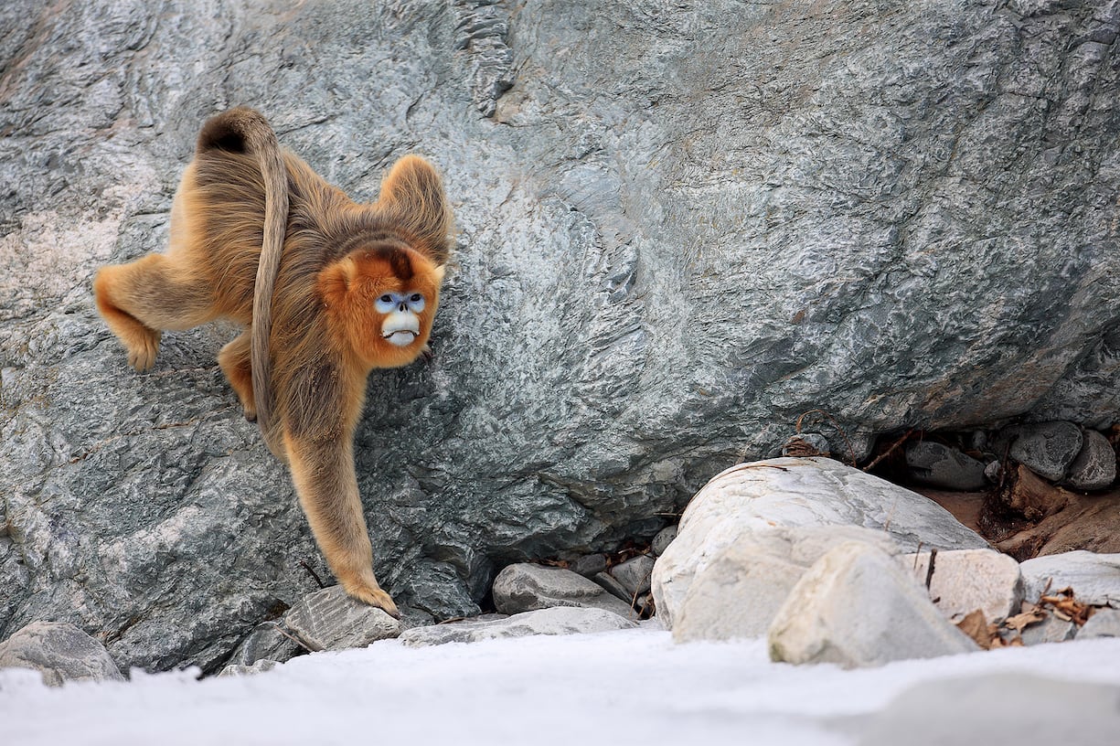 Golden Snub-nosed Monkey (Rhinopithecus roxellana) male climbing down rock, Qinling Mountains, China