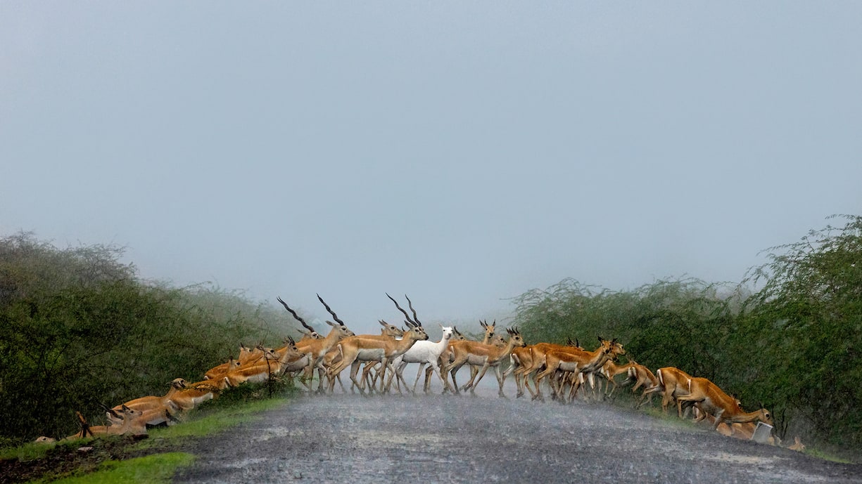 Antilopes