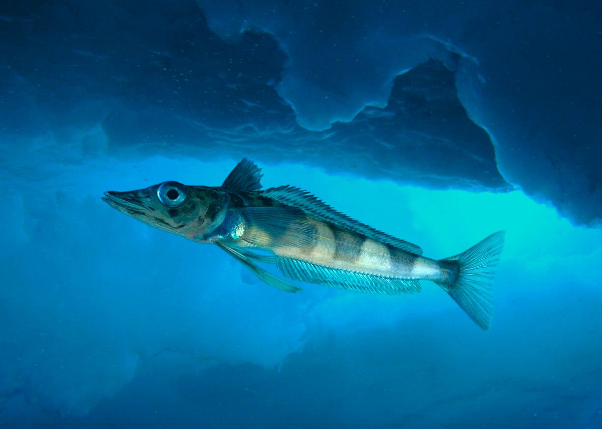 2ABHW4N Blackfin icefish, Chaenocephalus aceratus, swimming under ice. Unlike other vertebrates, fish of the Antarctic icefish family (Channichthyidae) do