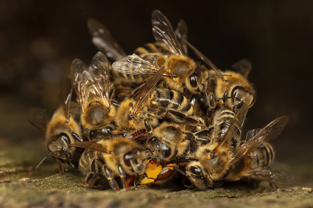 Abeilles contre frelon