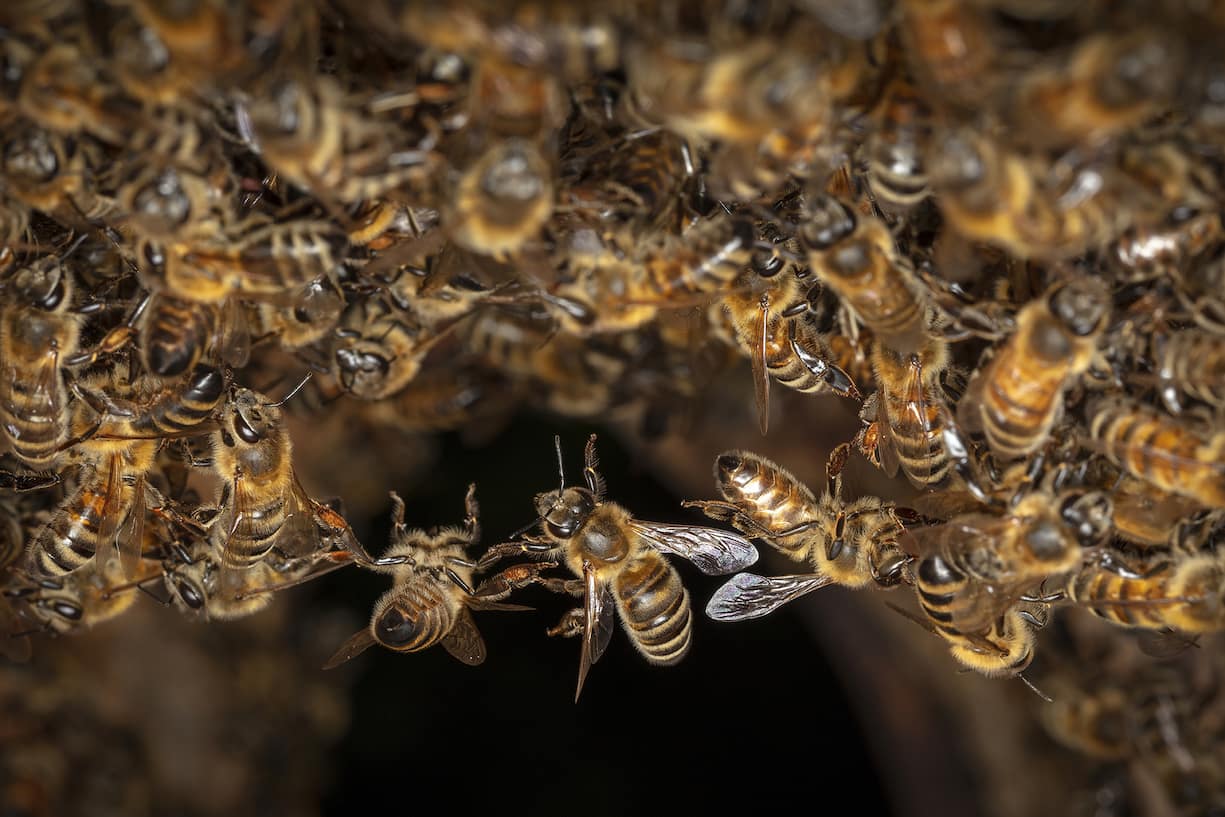 Abeilles en groupe