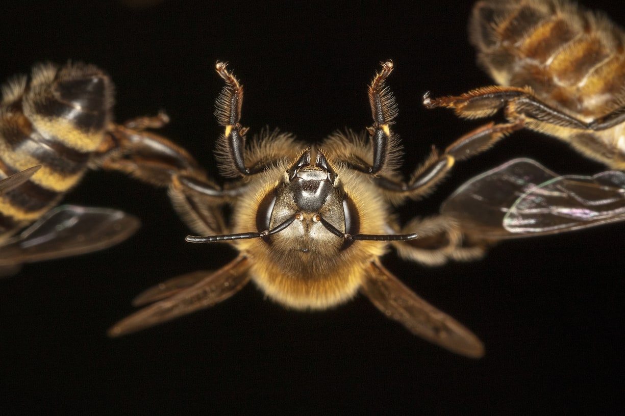 Abeilles rampantes