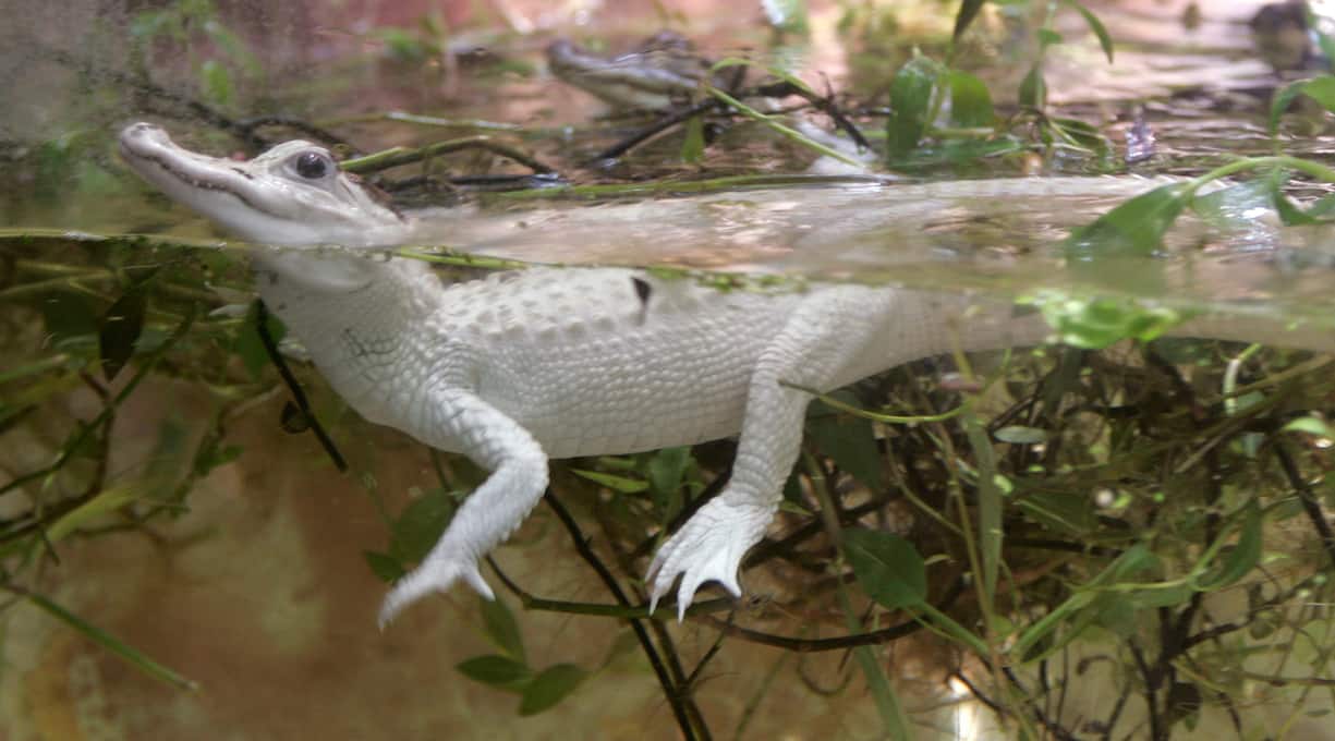 Alligator albinos