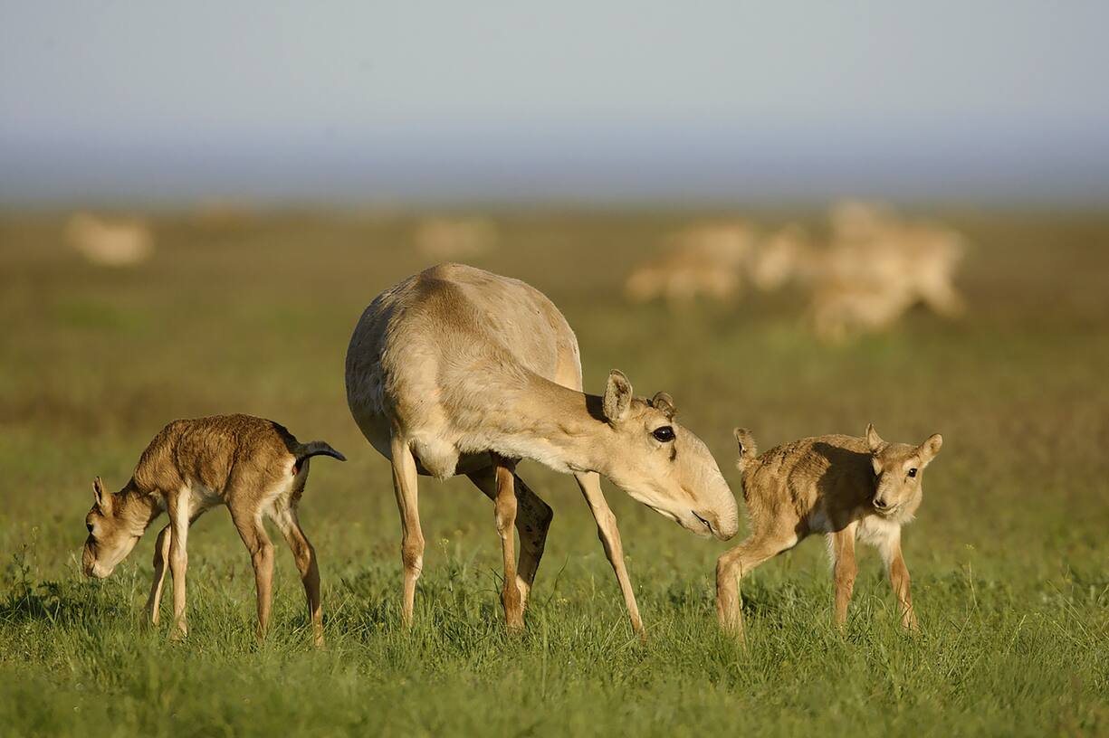 ANTILOPES SAÃGA, KAZAKHSTAN
