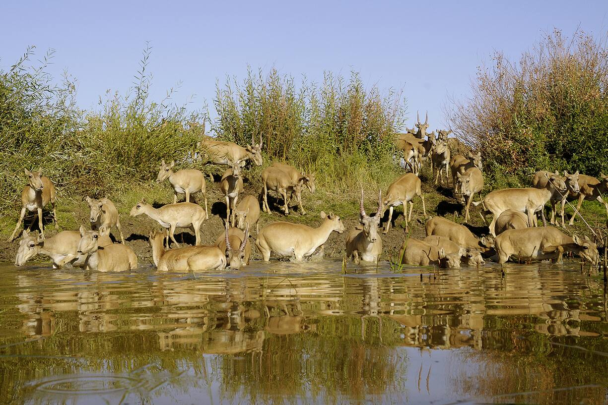 ANTILOPES SAÃGA, KAZAKHSTAN