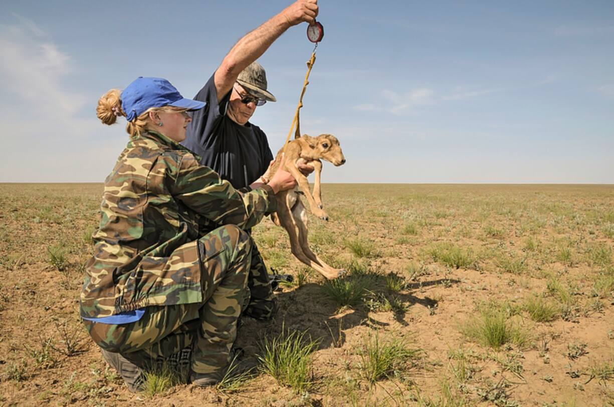 ANTILOPES SAÃGA, KAZAKHSTAN