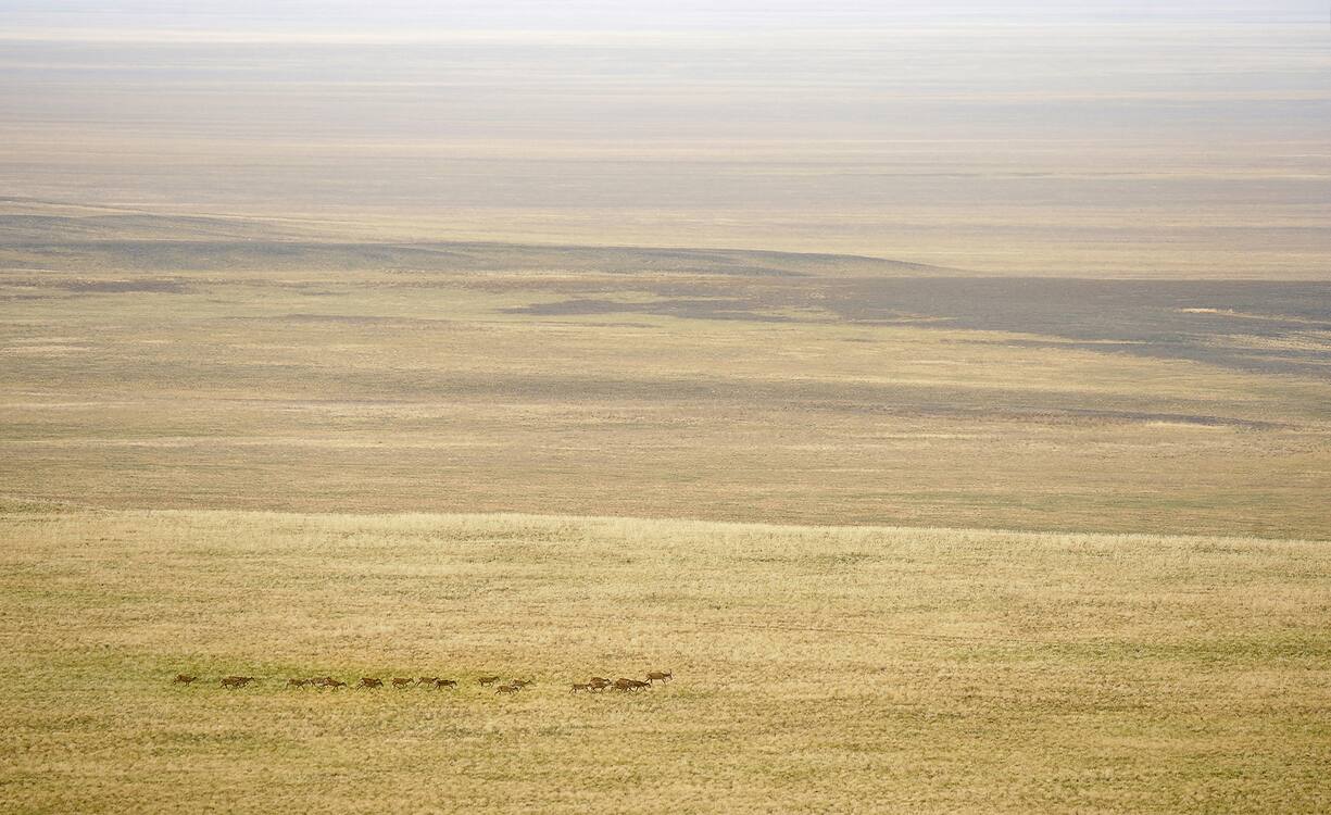 ANTILOPES SAÃGA, KAZAKHSTAN