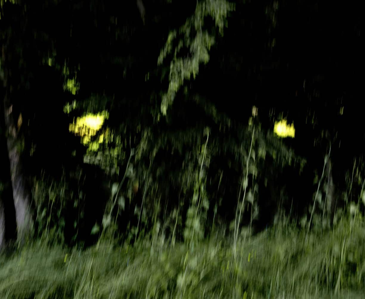 Arbre en forêt