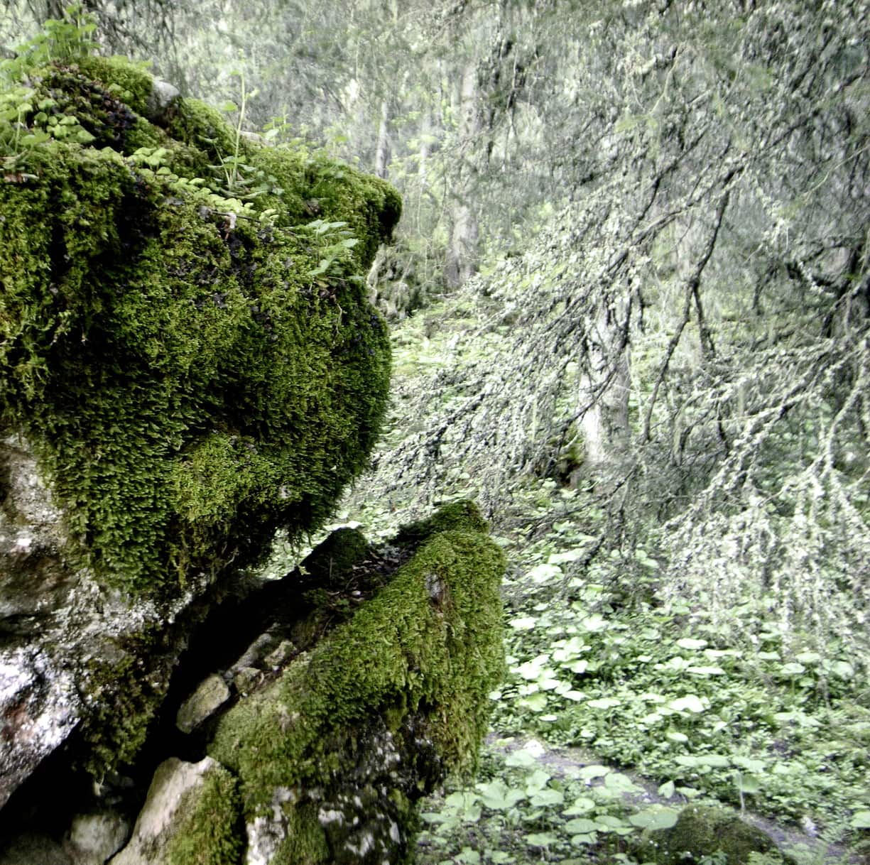Arbres en forêt