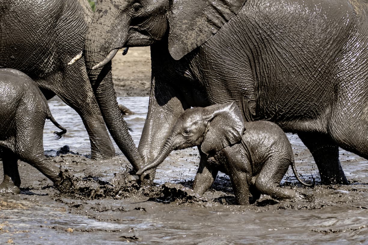 Bain de boue pour cette harde