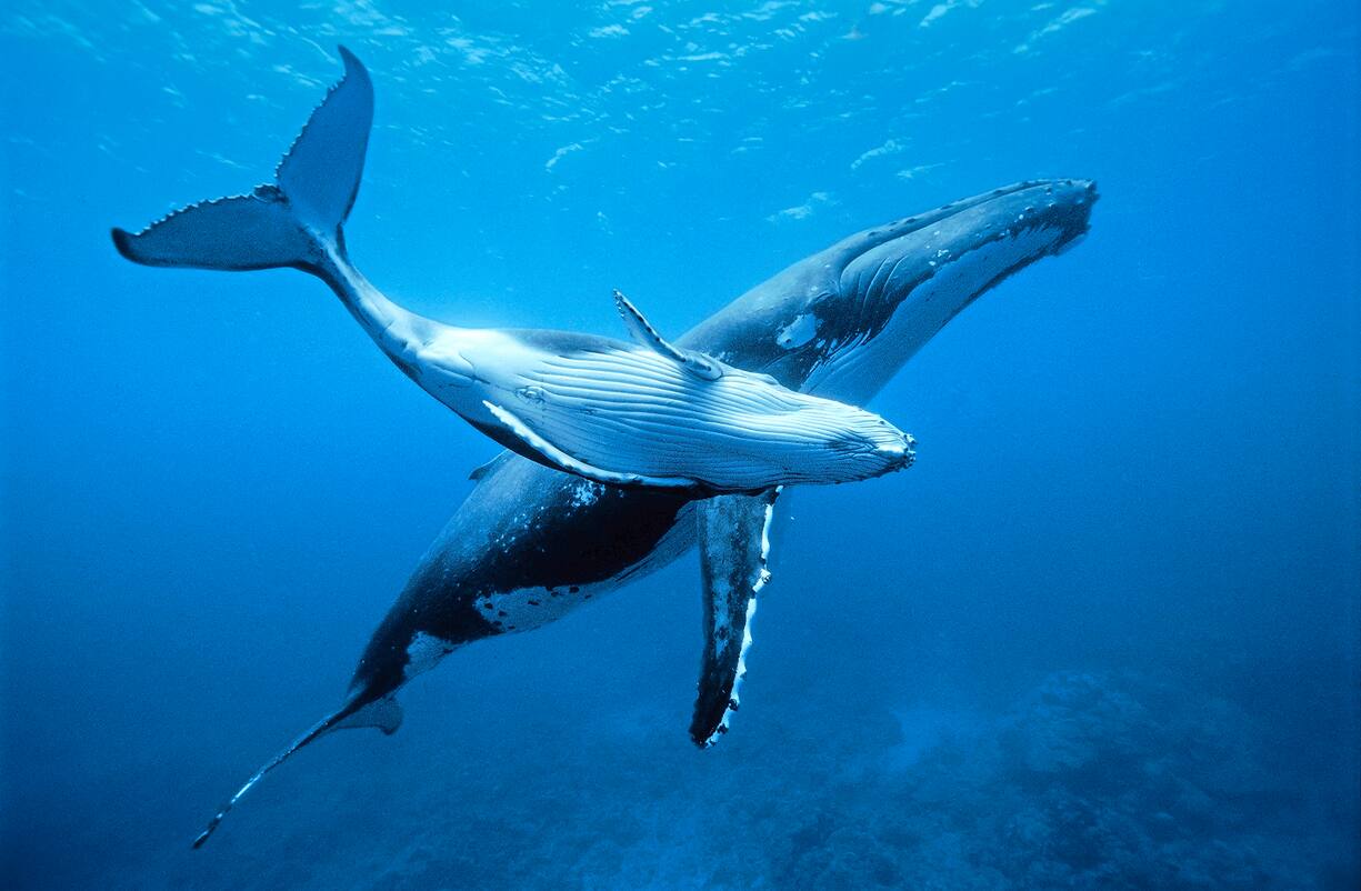 Polynésie francaise, Océan Pacifique , Archipel des Australes, Ile de Rurutu Baleine à bosse, Megaptera novaeangliae. Cette espèce vient passer une partie de l'année dans les eaux chaudes des îles sud. Ce sont essentiellement les femelles qui entament cette migration afin de mettre bas, d'allaiter et d'élever leur unique petit, jusqu'à ce qu'il soit assez fort pour partir vers les eaux de l'Antarctique très riches en nourriture.