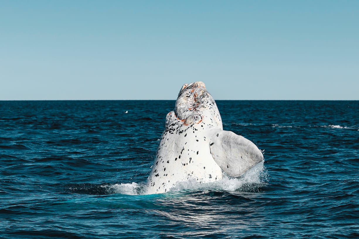 Southern Right Whale,Eubalaena australis, breaching, Nuevo Gulf, Valdes Peninsula, Argentina.