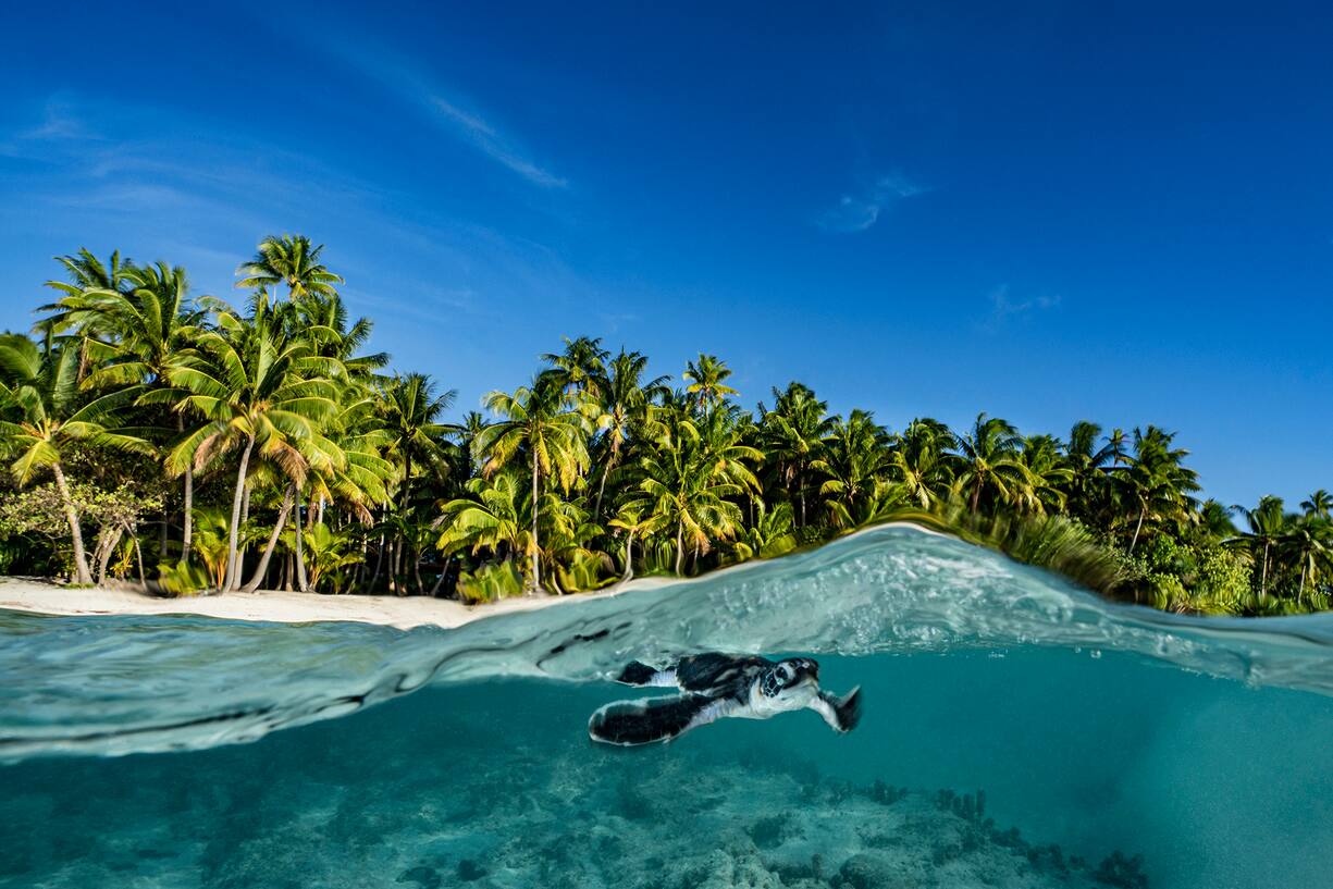 Bébé tortue sur l'atoll de Tétiroa