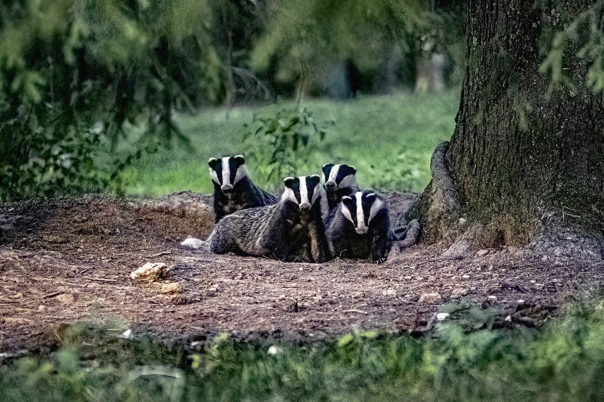 Blaireaux dans les montagnes jurassiennes.