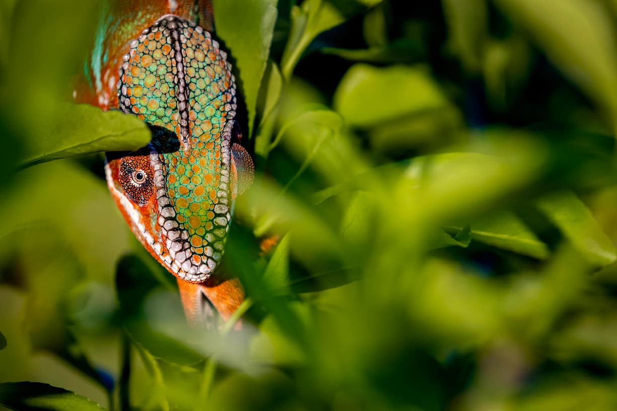 Caméléon panthère