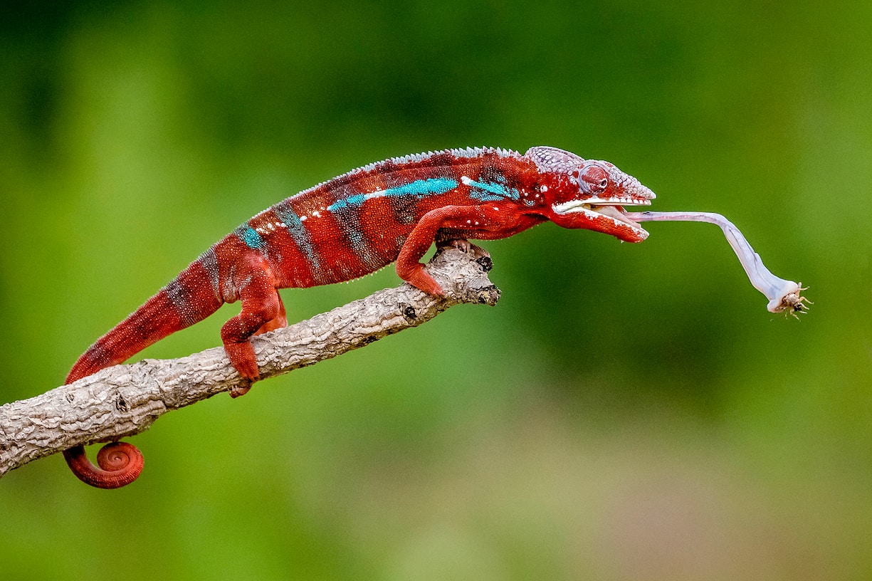 Caméléon panthère