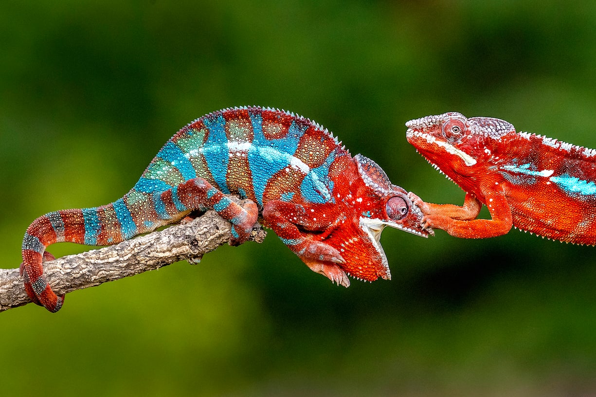 Caméléon panthère