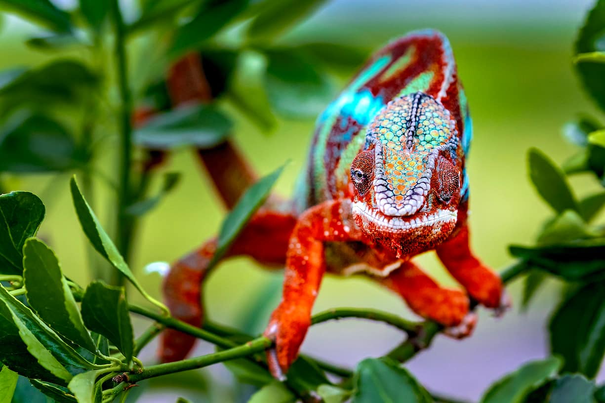 Caméléon panthère