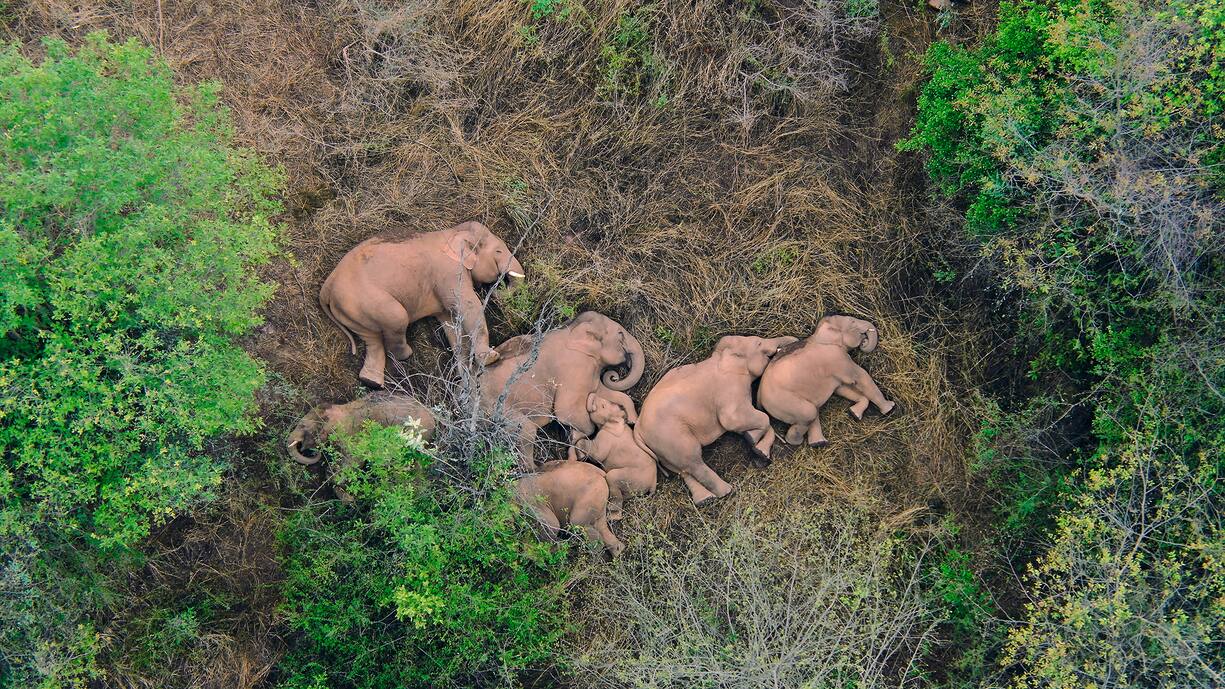 Migrating herd of elephants rests near the Xinyang Township in the Jinning District of Kunming city