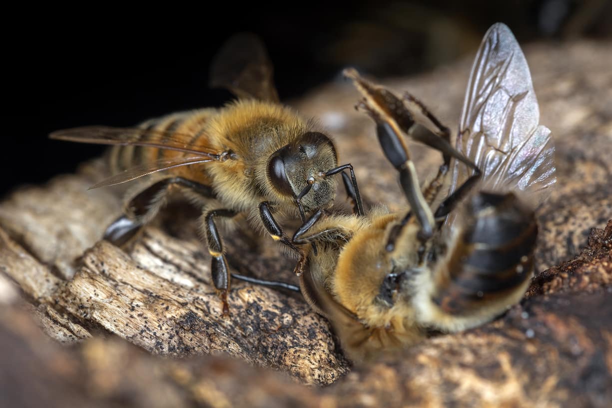 Combat d'abeilles