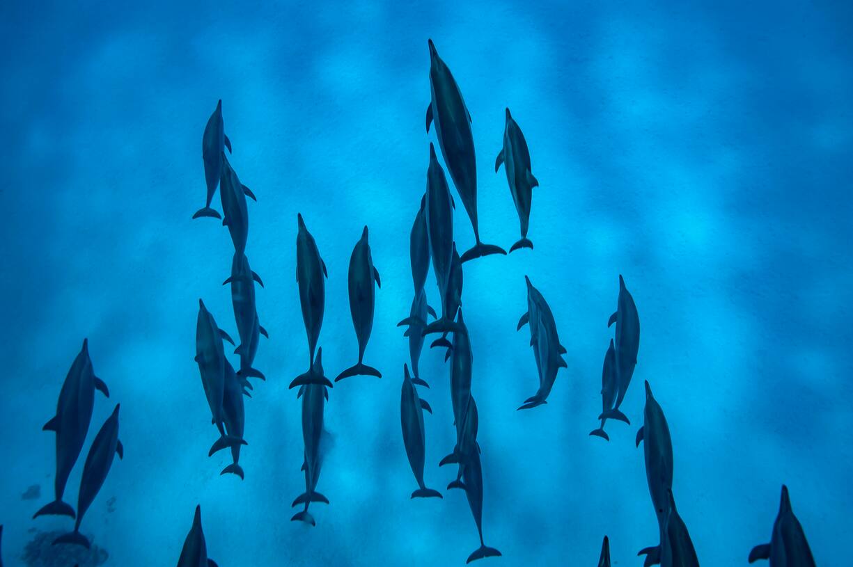 Dauphins en mer Rouge