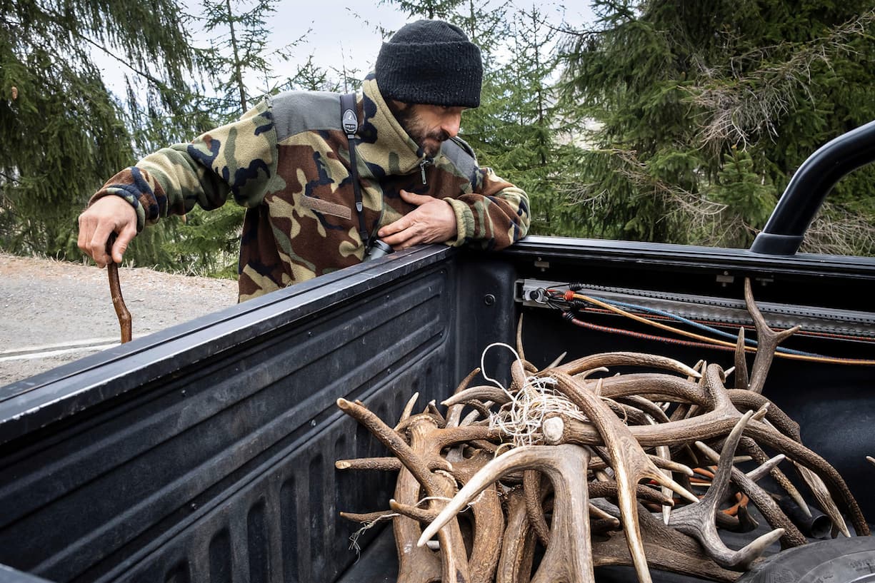 Chasse aux bois de cerf
