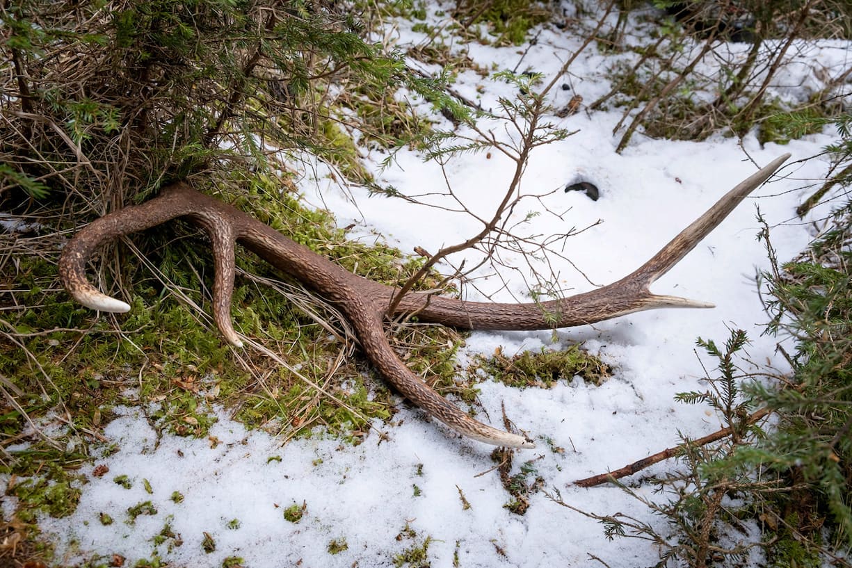 Chasse aux bois de cerf