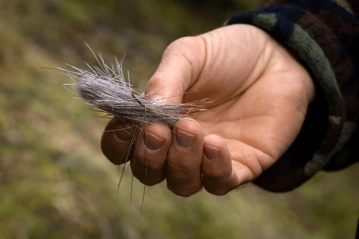 Chasse aux bois de cerf