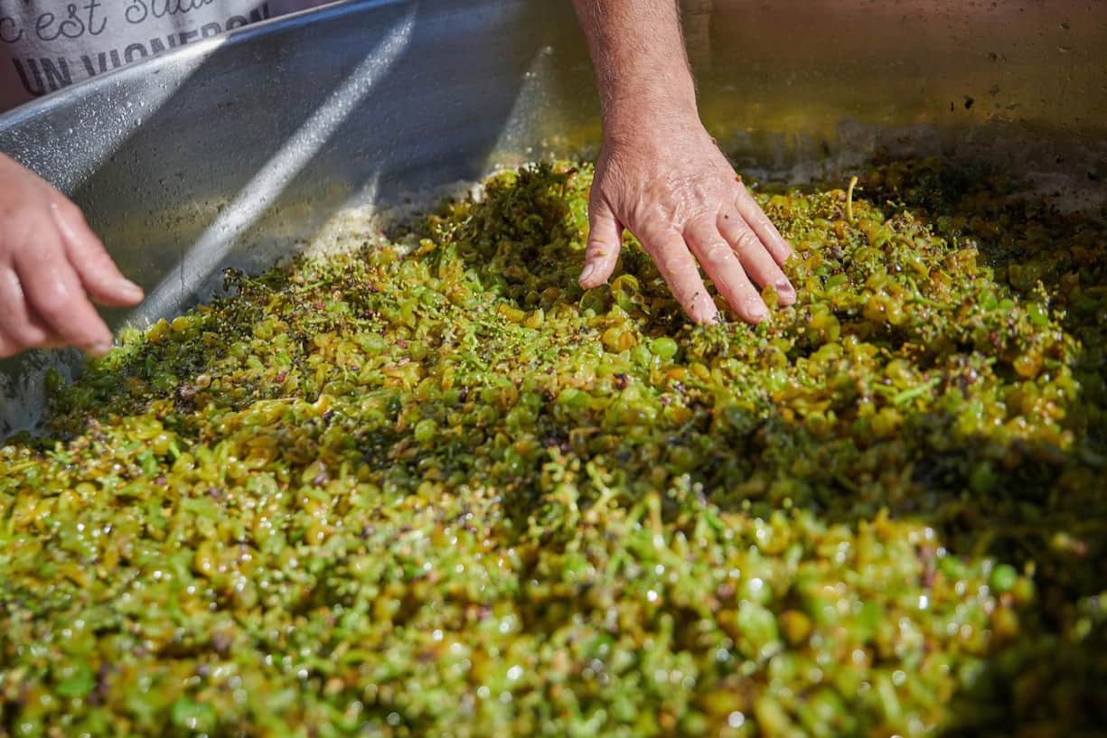DIDIER JORIS, SES DERNIERES VENDANGES