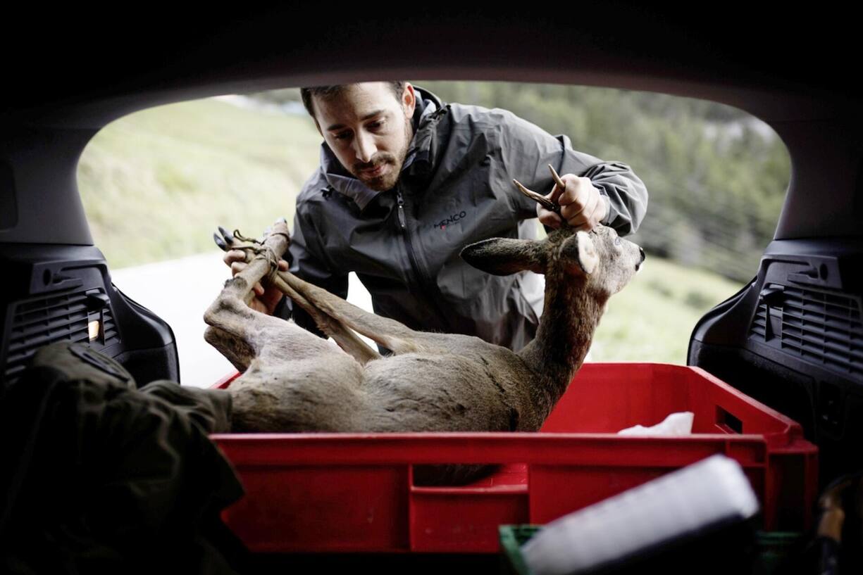 chasse