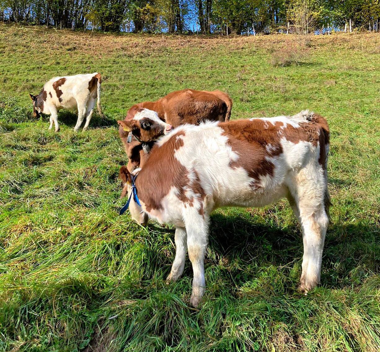 gruyère