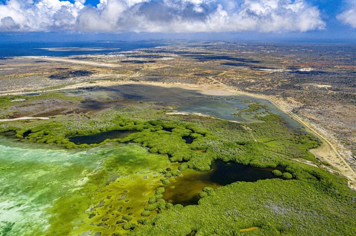 Mangroves