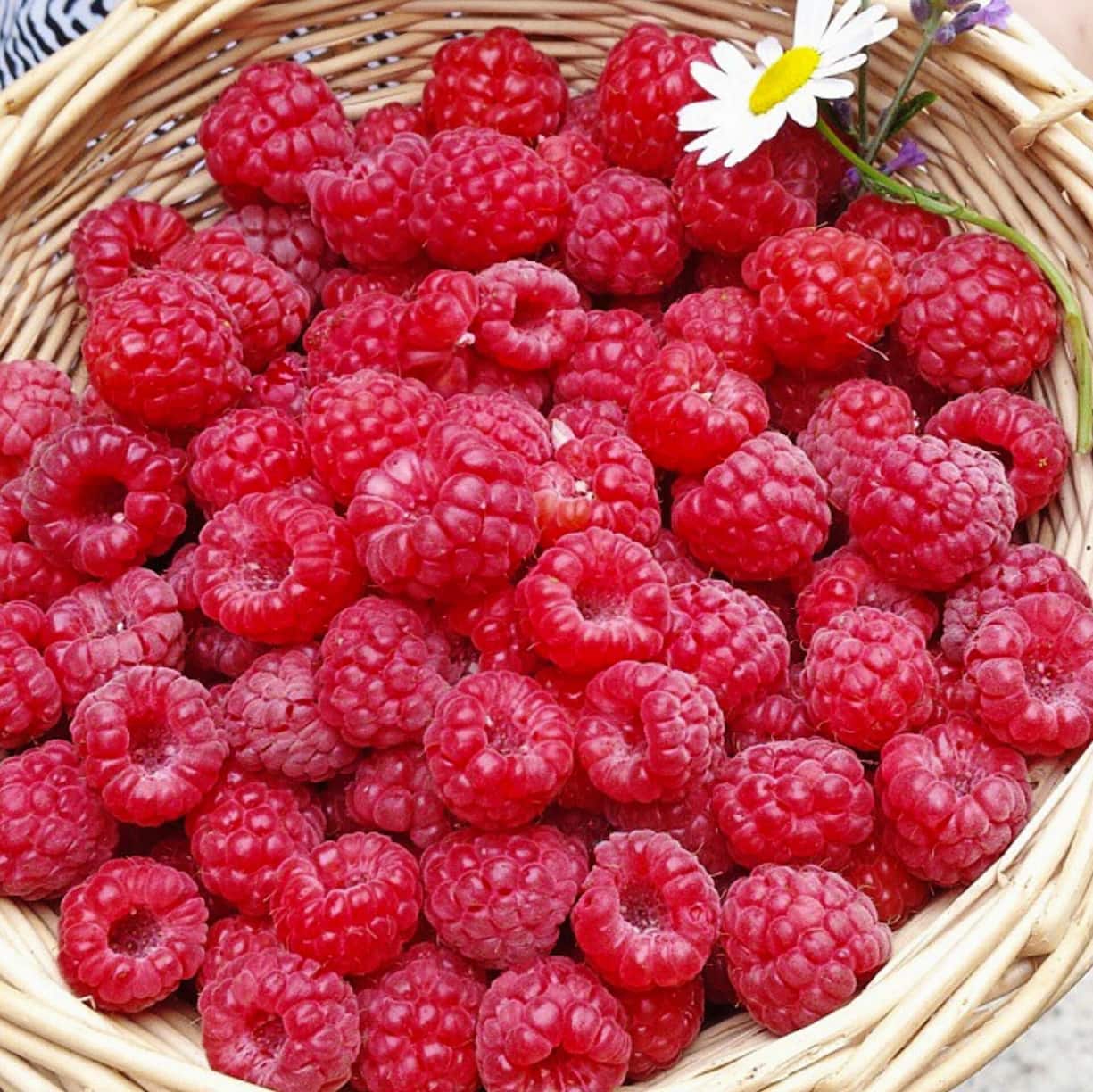 La ferme aux framboises