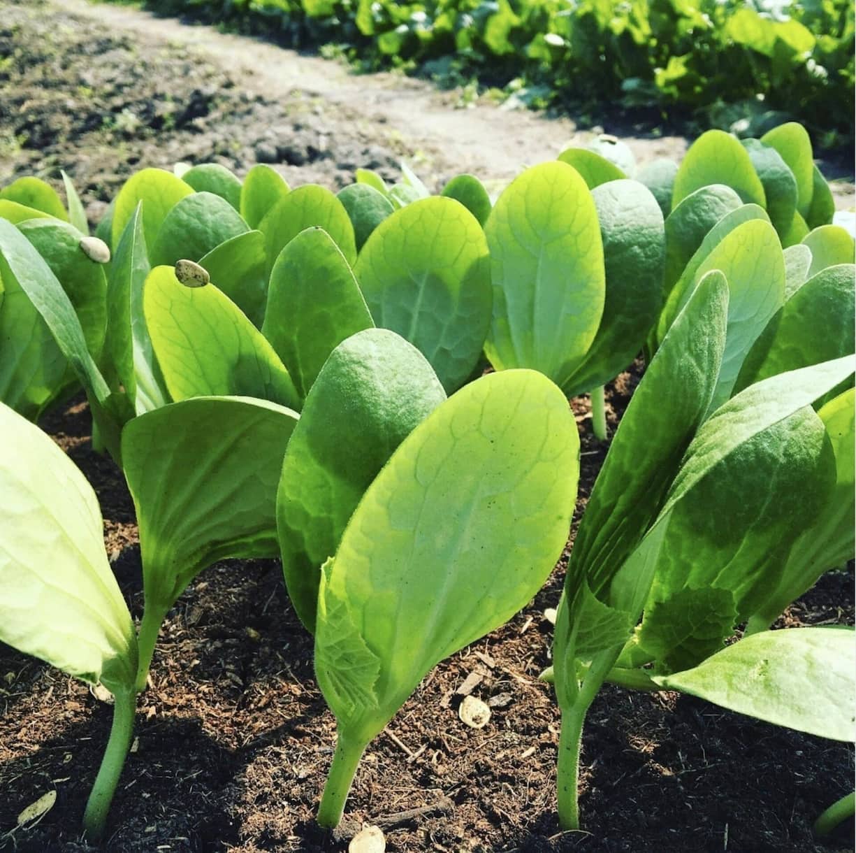 Bioterroir La Roulotte verte